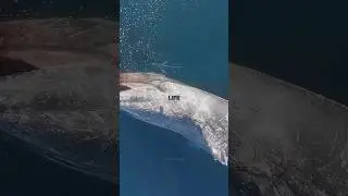 The 100yr Process Of A Blue Whales Death!🐋 #nature #shorts #bluewhales #oceanlife
