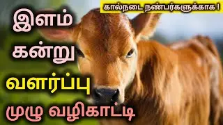 இளம் கன்று வளர்ப்பு முறையா? பண்ணையாளர்கள் தவறாமல் தெரிந்துகொள்ள வேண்டிய முழு வழிகாட்டி 🐄🔥