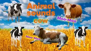 Animal sounds - COW \ The cow is a domestic animal familiar from childhood