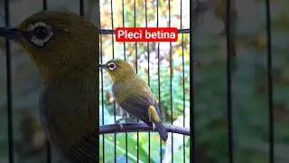pleci betina buxto #plecigacor