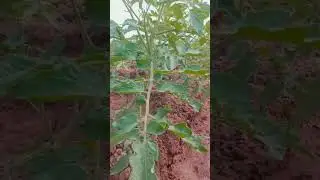 Tamato #farming #agriculture #farmer #chandankumar
