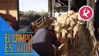 Coordinación de todo el equipo de Manchita para cargar borregos | El campo es vida