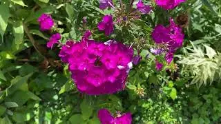 Scenes of the Seasons - Mid Summer Garden