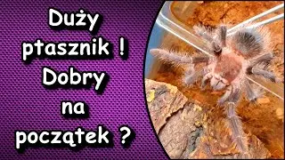 Prezenty od widz&oacute;w czyli Lasiodora parachybana od Dominika i terrarium od Adriana.