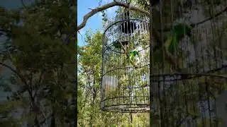 Pikat Burung Serindit DAS KAHAYAN Kalteng