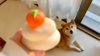 遅ればせながら柴犬と年始の準備をしました