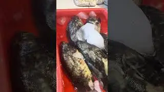 Update ikan Hari Minggu Tgl 4 Januari 2026. Di Pasar Tpi Juanda, Gisik Cemandi, Sedati, Sidoarjo
