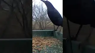 Grackle vs. Northern Mockingbird
