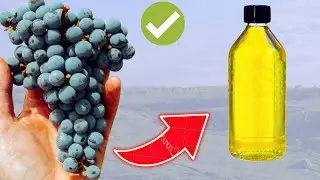 Drinking 1 Spoon of Grape Vinegar in the morning does these things to your body.