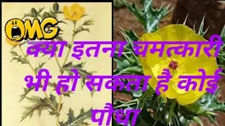 Satyanasi ke fayde सत्यानाशी के फायदे क्या हैं /Prickly  poppy, Mexican poppy,yellow thistle