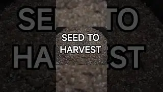 Life Cycle Time Lapse Seed to Harvest (must see)