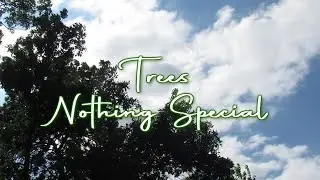 Nothing Special - Trees (Lyrics)