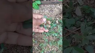Harvest fresh organic kulfa saag #youtube #shortvideo