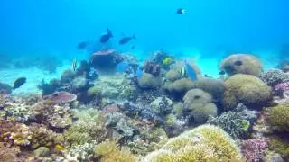 Borneo Diving 2017
