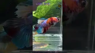 Holiday betta sales 12/08/2022 - 01/01/2023 #bettafish #betta #bettacare #holidays #sales