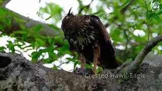 Sri Lanka Safari