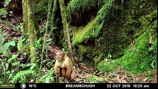 La incre&iacute;ble fauna de Pampa Hermosa: Capuchino de frente blanca (Cebus yuracus)