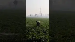Alu ka khet #viral #2023 #shortvideo