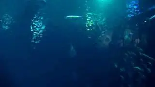 Underside of a Great White Shark....