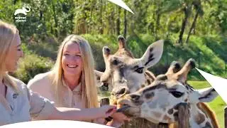 Baby Kangaroo & Red Panda Undergoing a Health Check| Crikey! It’s The Irwins S1 EP7–9| Animal Planet