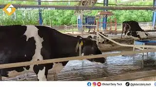 Mona Dairy Farm Nankana Completed Project by Global Dairy Tech