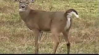 BIG Deer Poops