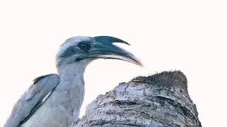 Indian Grey Hornbill Call | Beautiful Birds of Hyderabad, India  🇮🇳 | 14/1993