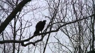 TREE CALL | WINTER TURKEY TALK | TREE YELPS | WILD HEN TURKEYS | REAL TURKEYS