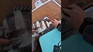 Huge!! Sheepshead on crappie gear. All this and more tips in my new YouTube video. #fishingtips