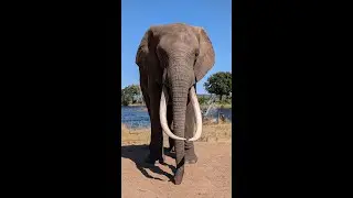 Part 2 Day 5 African Safari