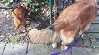 Wandelen met Lizzy en Sparky, lekker overal snuffelen! - Dierenoppas Amersfoort