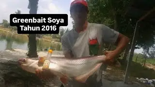 Umpan Patin by Greenbait Soya (Kolam Pancing Big Boss Tasik Biru Kundang