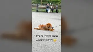 Dog Refusing to Leave Park - Funny Dog Videos 🐾