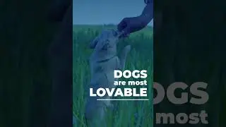Dogs are most lovable #shorts #dogs