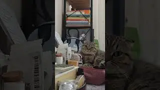 🪄🐝Maya The Cute and Curious Cat🪬Maya's daily routines🧸🍼 #arımaya 🐝🍯🌻 #cat #maya #cute #catvideos