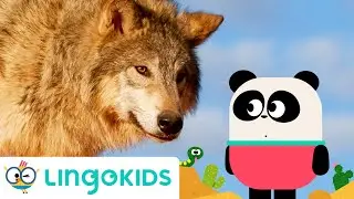 ANIMALS IN THE WORLD SONG 🏜️🎶 Animals Songs for kids | Lingokids
