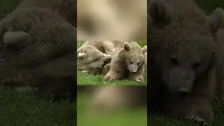 Bear Cubs Resting &mdash; A Peaceful Moment of Play and Pause | Peaceful_Tranquil