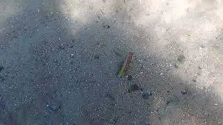 A razor shell buries itself in the seabed