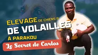 Comment Carlos gère-t-il l'élevage des volailles tout en élevant des chiens de race 🐔🐶