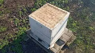 Первая (зимняя) ревизия нашей пасеки в 2026 году 🐝👍😁