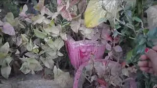 Kuch din me yah garden khatam ho jayga aur 3 mahina 🏕🏝🪴🏕Mukta ki duniya ⛪️ 