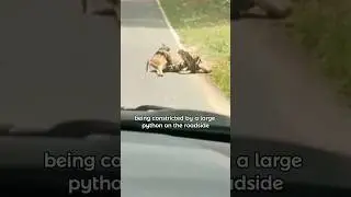 After rescuing the deer, the deer brought the whole family back to visit.#animals #wildlife #deer