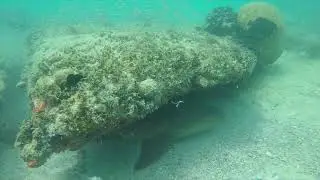Nurse Shark Under Ledge - Reef Diving Key West, FL July 2018