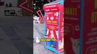 Hungry Seagull Starts Meowing 🐦