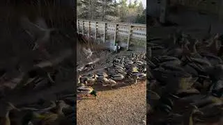 Ducks chilling in a Canadian #Nature park #Canada #newbrunswick #shorts 🇨🇦🦆