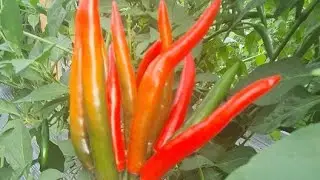 Visiting Red Chilli Farm- 越南辣椒农场 -พริกแดง - dss- Cili Merah - الفلفل الأحمر🌶