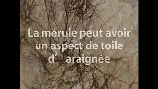 Comment reconna&icirc;tre la M&eacute;rule ? SAPA votre expert du traitement anti-termites.