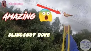 Slingshot Dove , one shot one kill, by Nha Slingshot, Slingshot Hunter