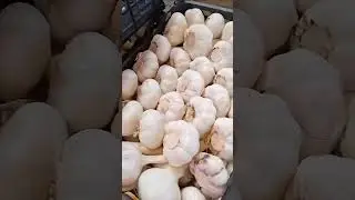#GarlicExport #FreshGarlic #GarlicSupplier #GarlicTrader #VegetableExport #GarlicImporter #Garlic