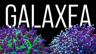 Galaxea Coral Care Tips